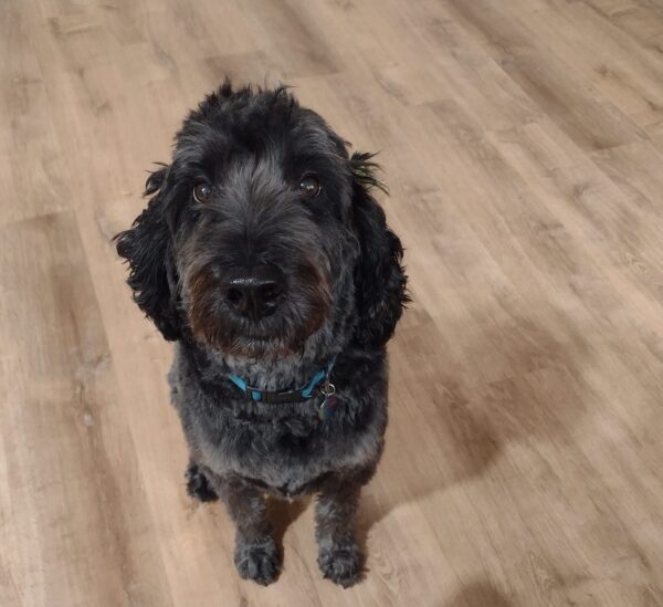 Pet Tag Three